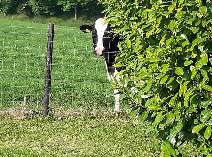 House Hommert * Hoensbroek